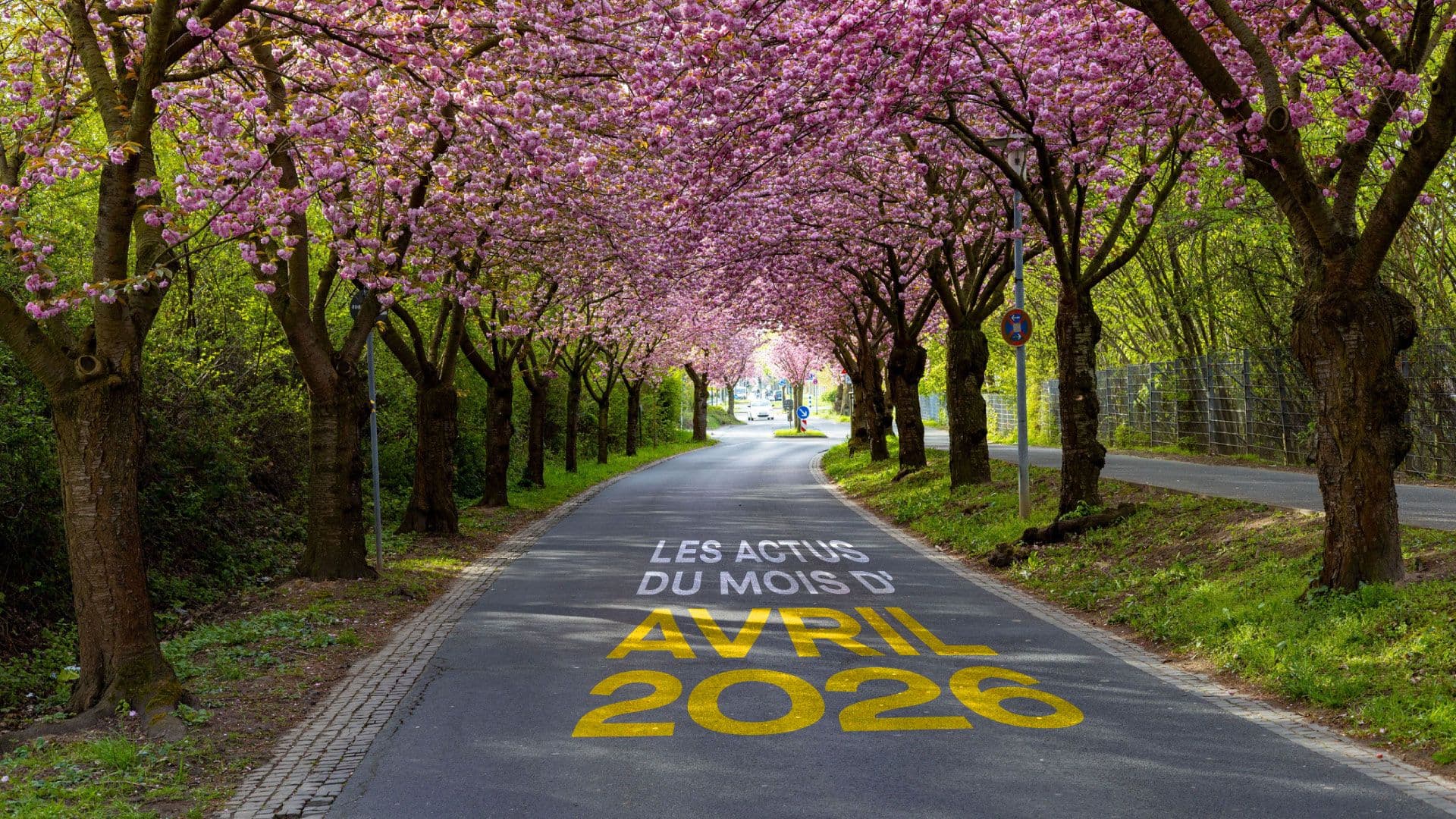 une route qui traverse un paysage fleuri printanier