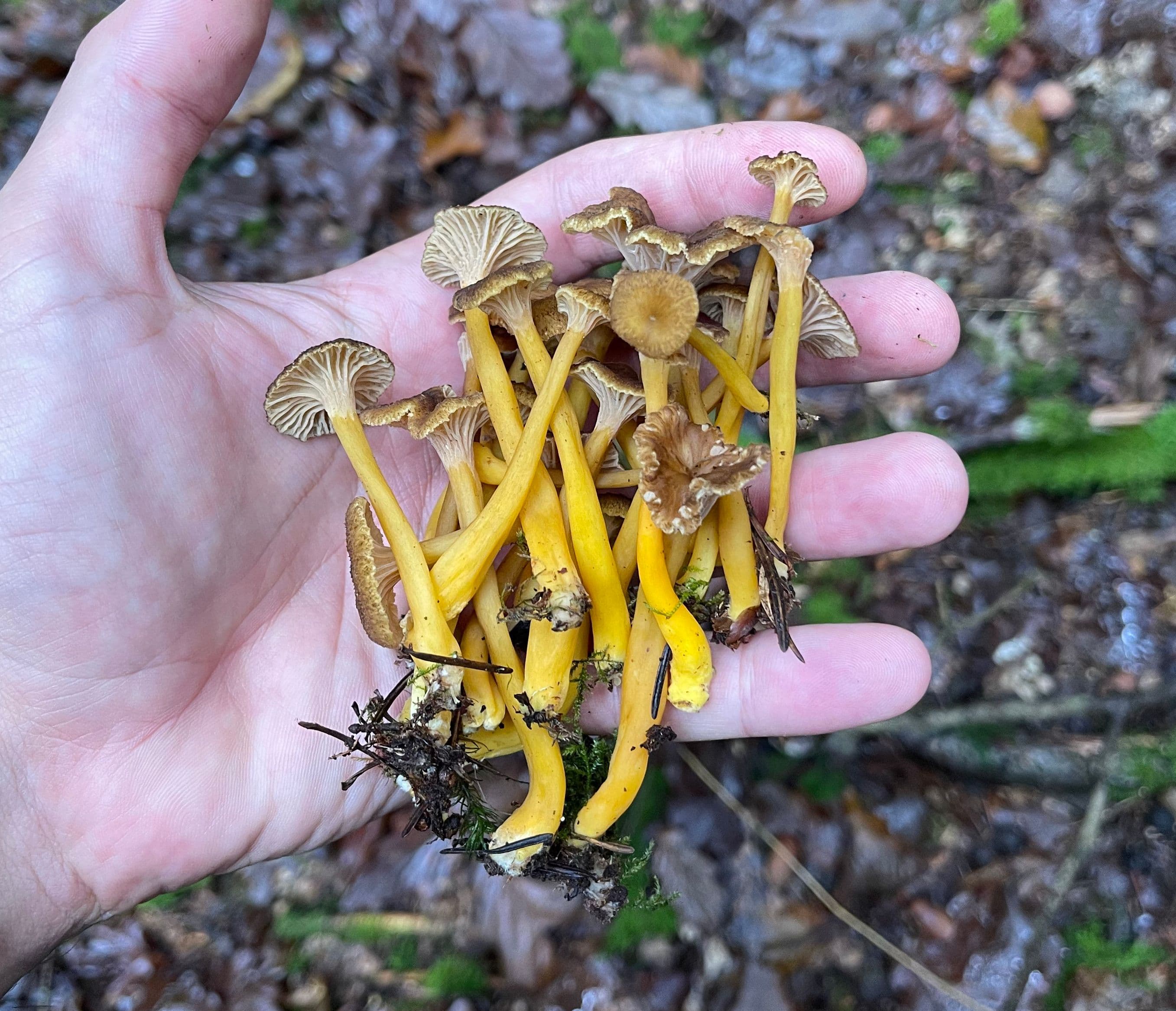 Début de la récolte de chanterelles. ©Roole