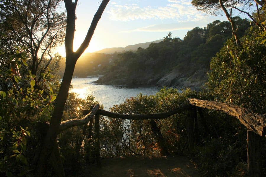 La splendeur jaune d'or de la route du Mimosa sur la Côte d'Azur