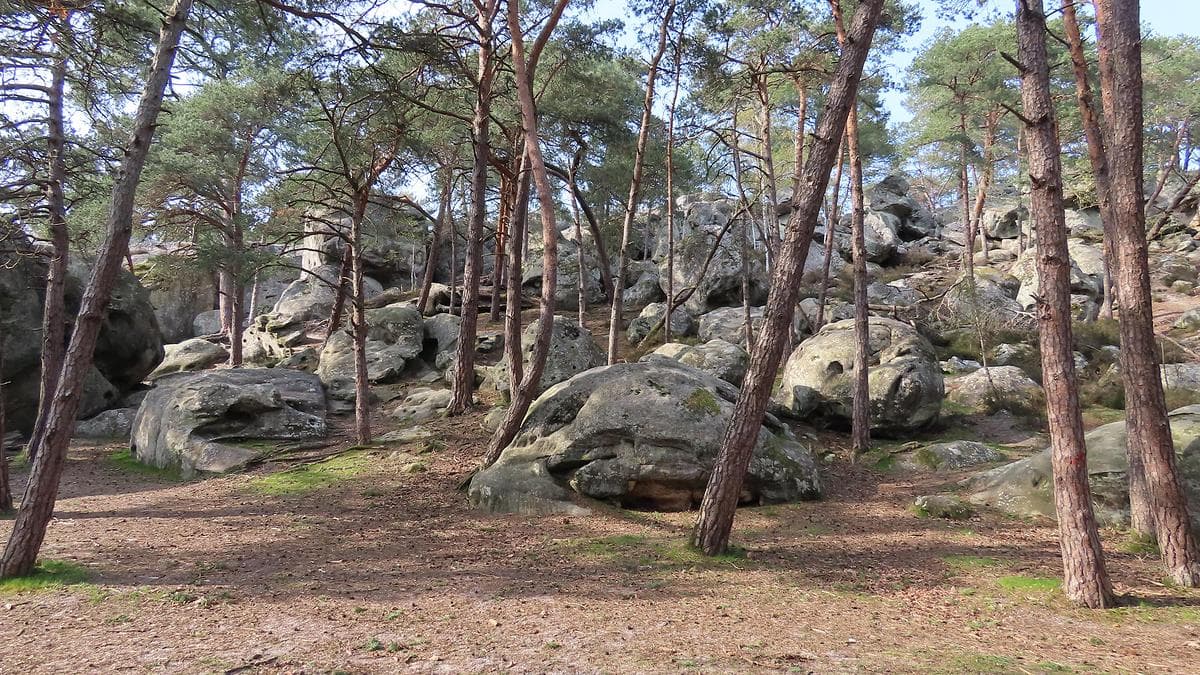 La forêt de Fontainebleau