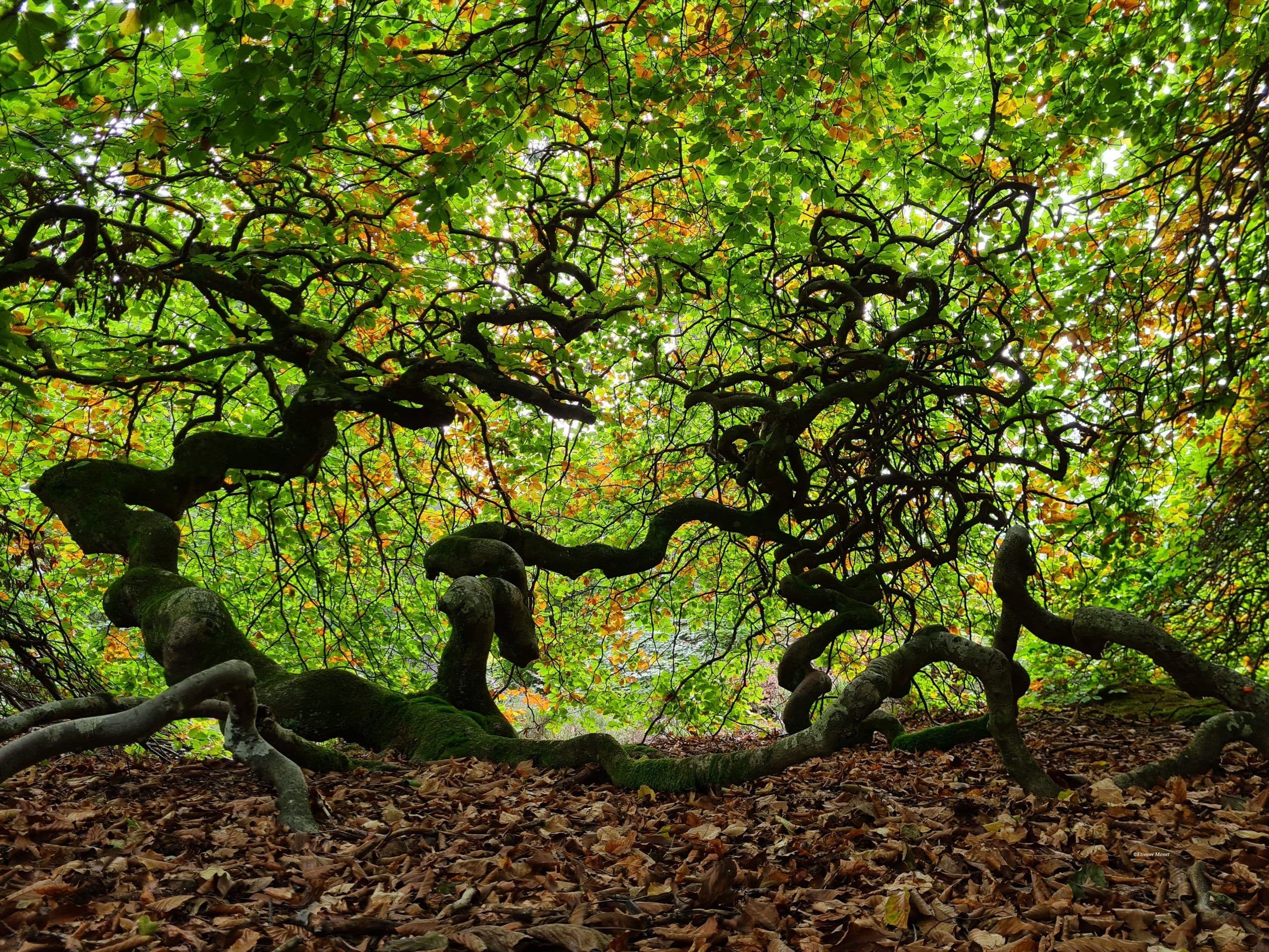Promenade dans la forêt merveilleurse des Faux de Verzy. ©Etienne Monet