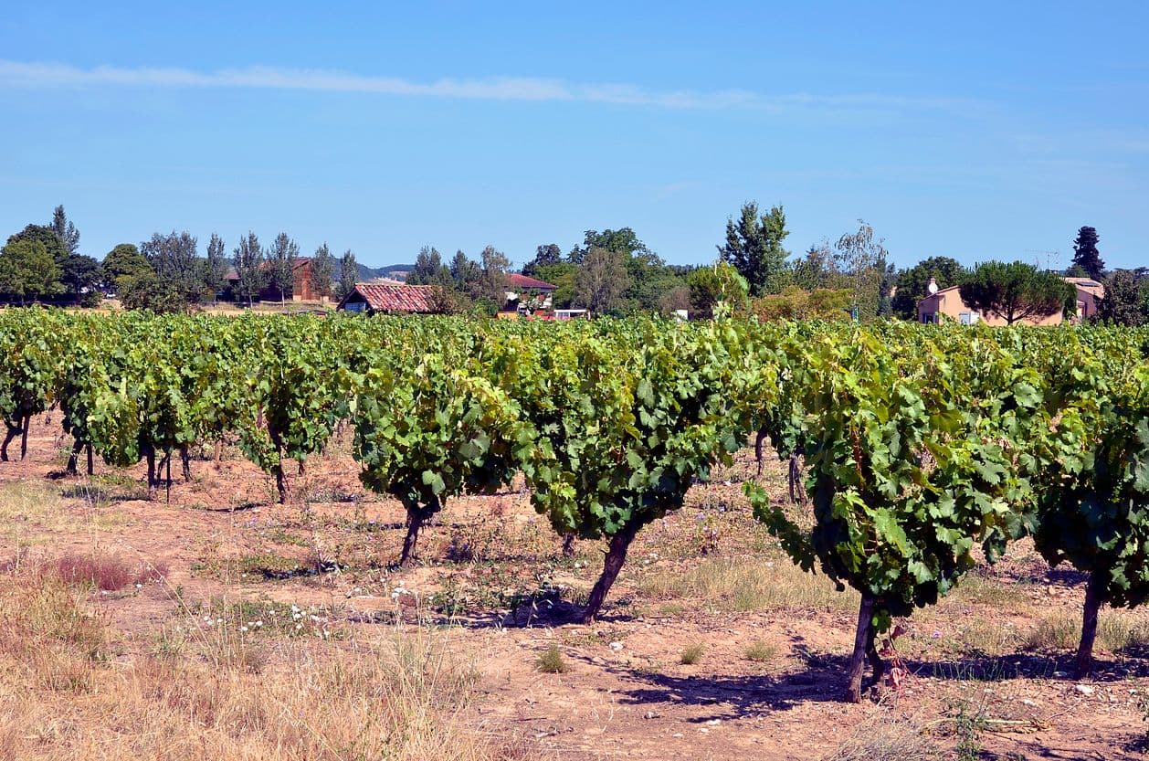 Goûter les vins de la région ©Musat - IStock
