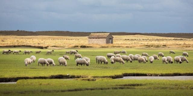 Les moutons de pré-salés dans le Havre de la Vanlée. ©Philippe FAUVEL