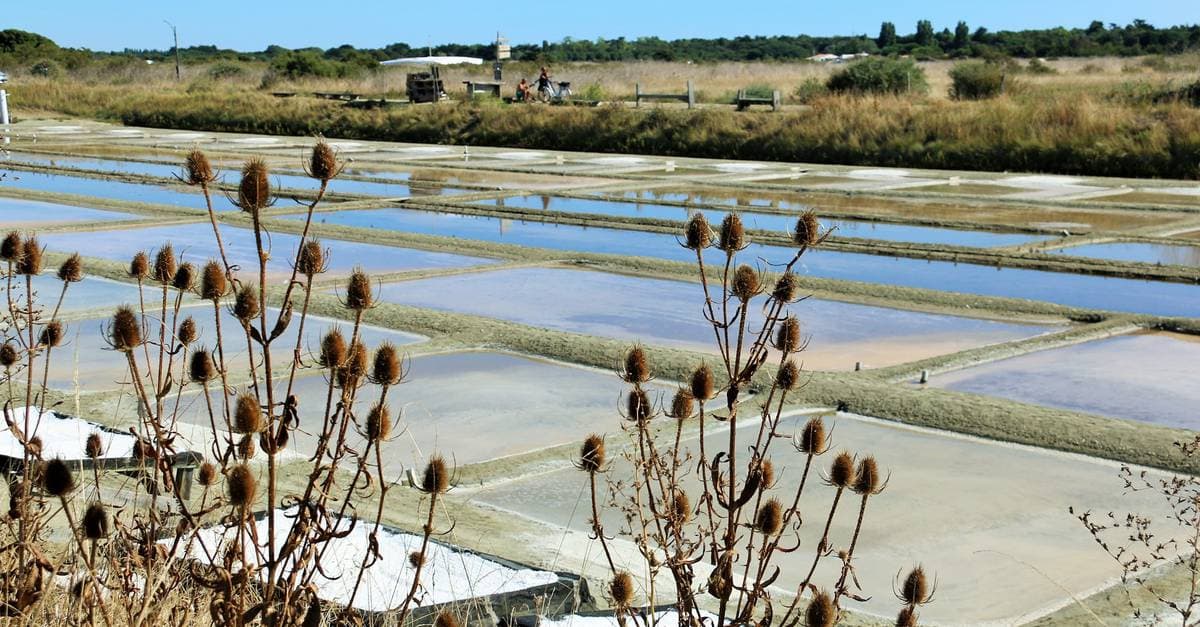 Marais salants