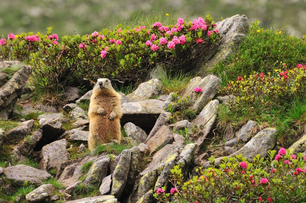 Croisez une marmotte et admirez sa posture si concentrée et à l'affût ! ©OT Alpes Maritime