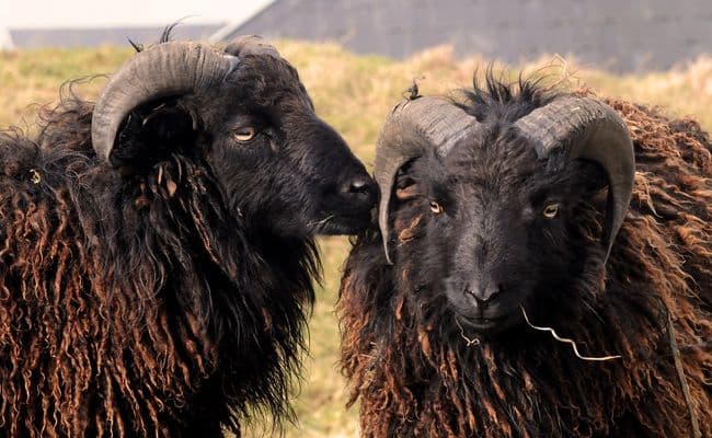Sur la route, on croise les moutons ouessantins. ©LeMagdesAnimaux