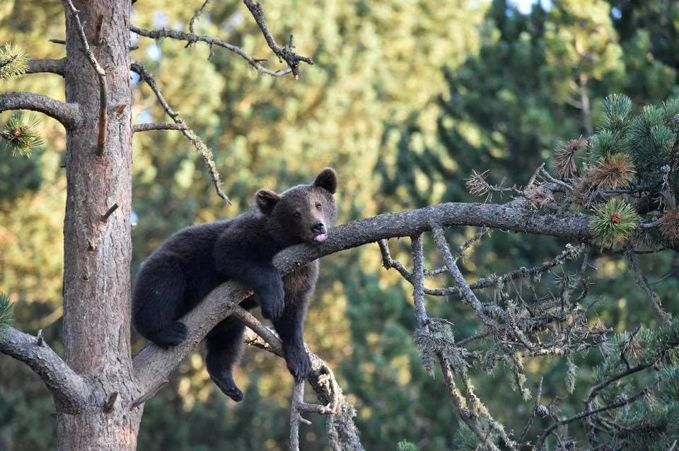 Croisez l'un des ours du Parc Animalier des Angles. © Les Angles OT