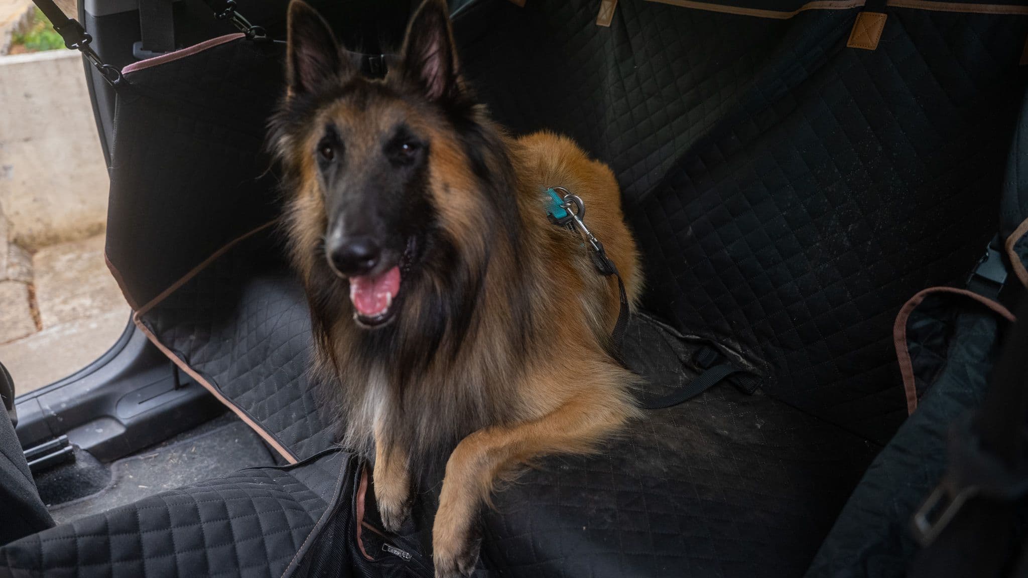Chien de berger attaché dans une housse de voiture matelassée