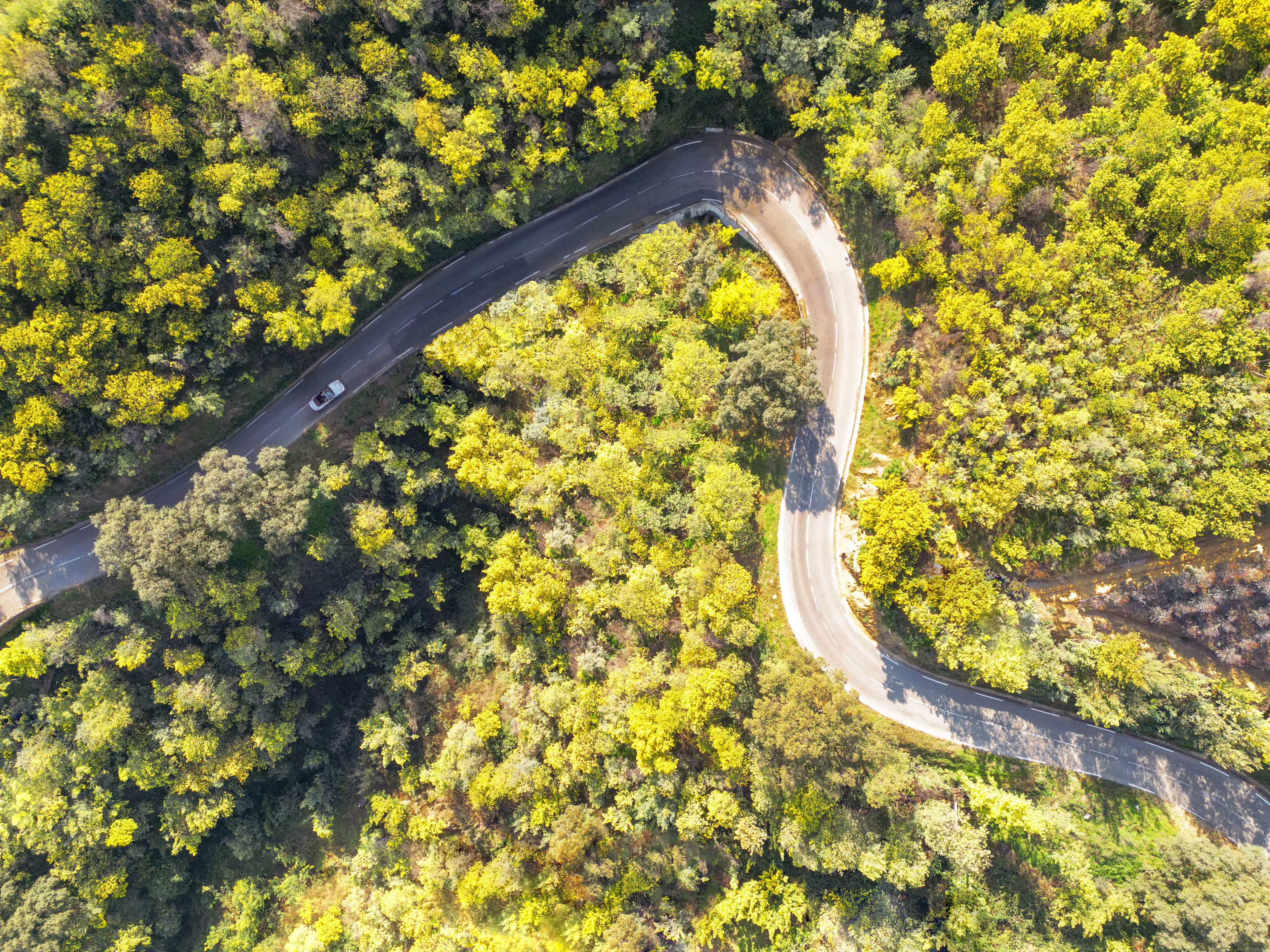 Tanneron abrite la plus grande forêt de mimosas d'Europe. ©nature_voyages_decouvertes