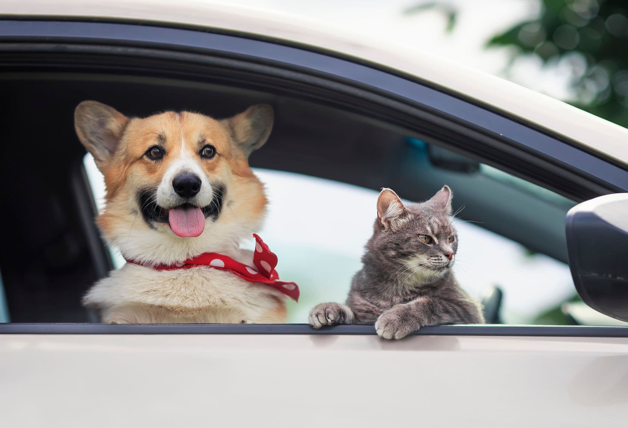 Un chien et un chat regardent par la vitre d'une voiture ouverte