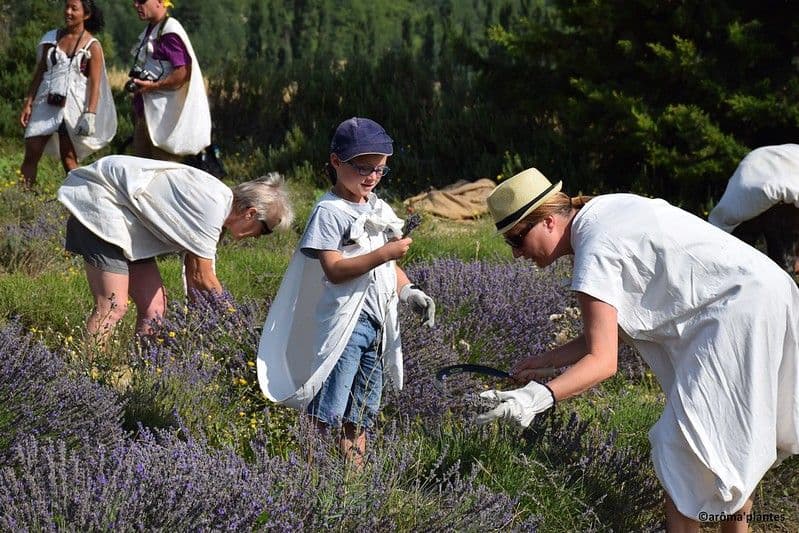 Devenez lavandier le temps d'un atelier et découvrez tous les secrets de l'or bleu. ©AromaPlantes
