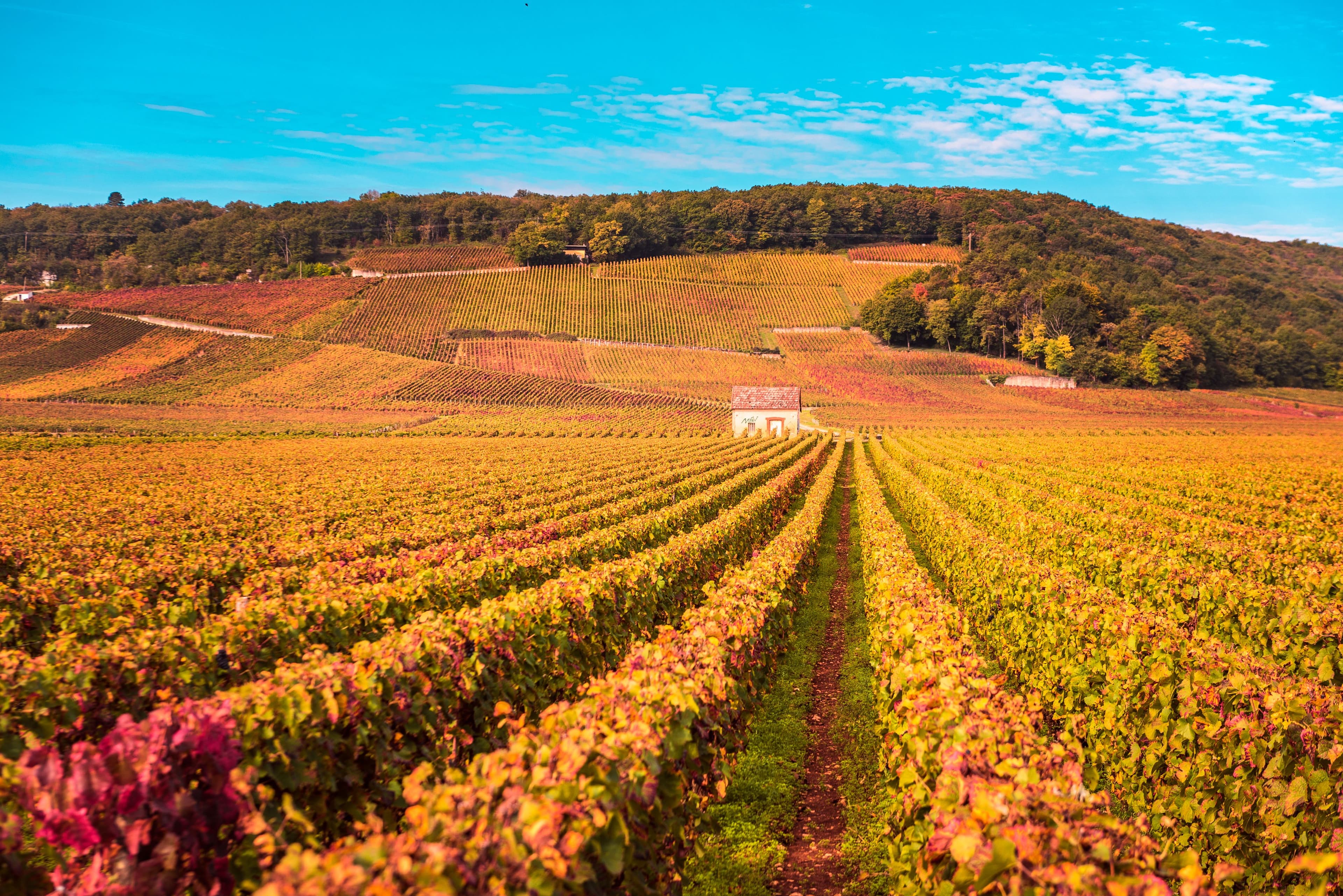 voyage france bourgogne patrimoine grands crus gastronomie terroir nature sortie toussaint