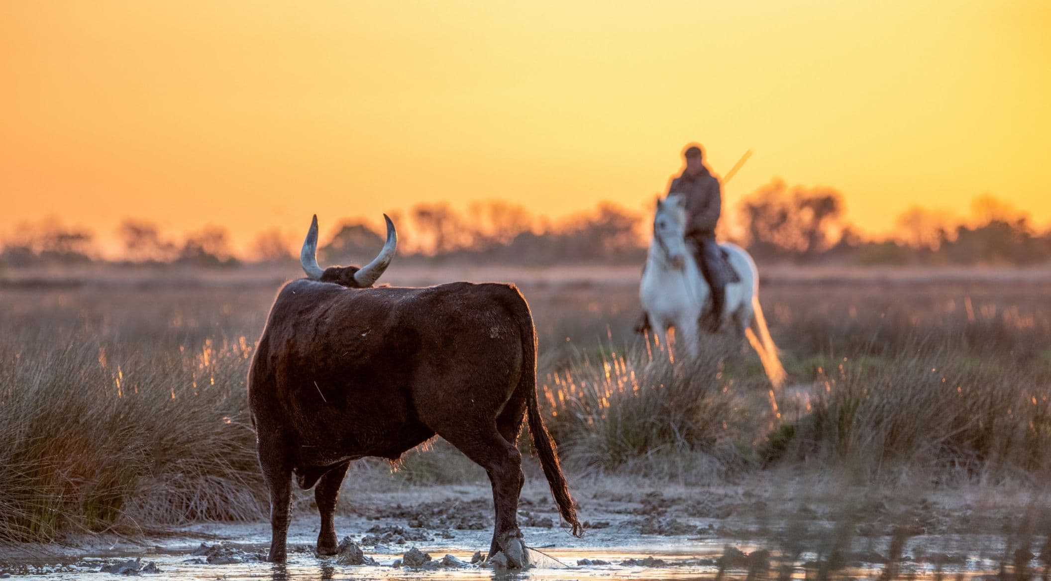 paysage france sud camargue voyage roadtrip