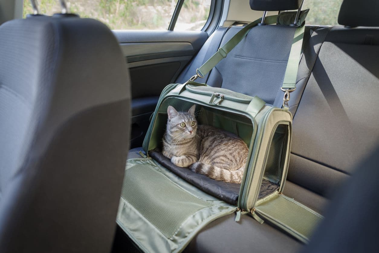 Un chat enfermé dans un sac attaché au siège de la voiture.