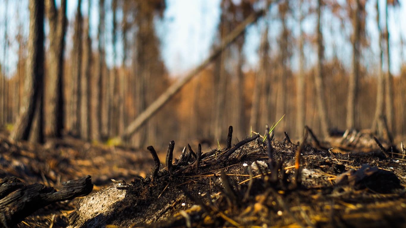 Sol forestier brûlé avec souches noircies au premier plan