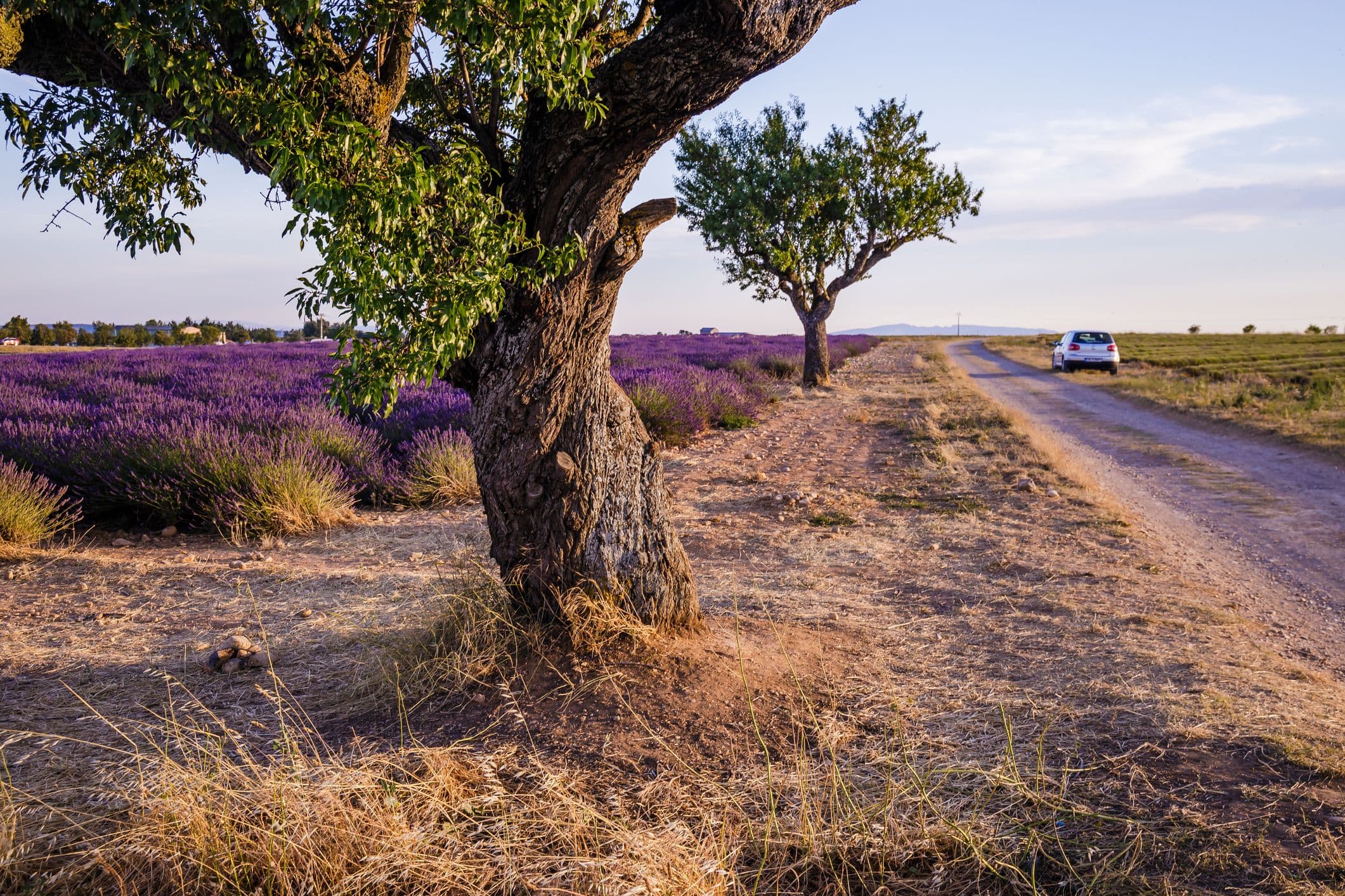 Une voiture sur la route, près de Valensole en Provence