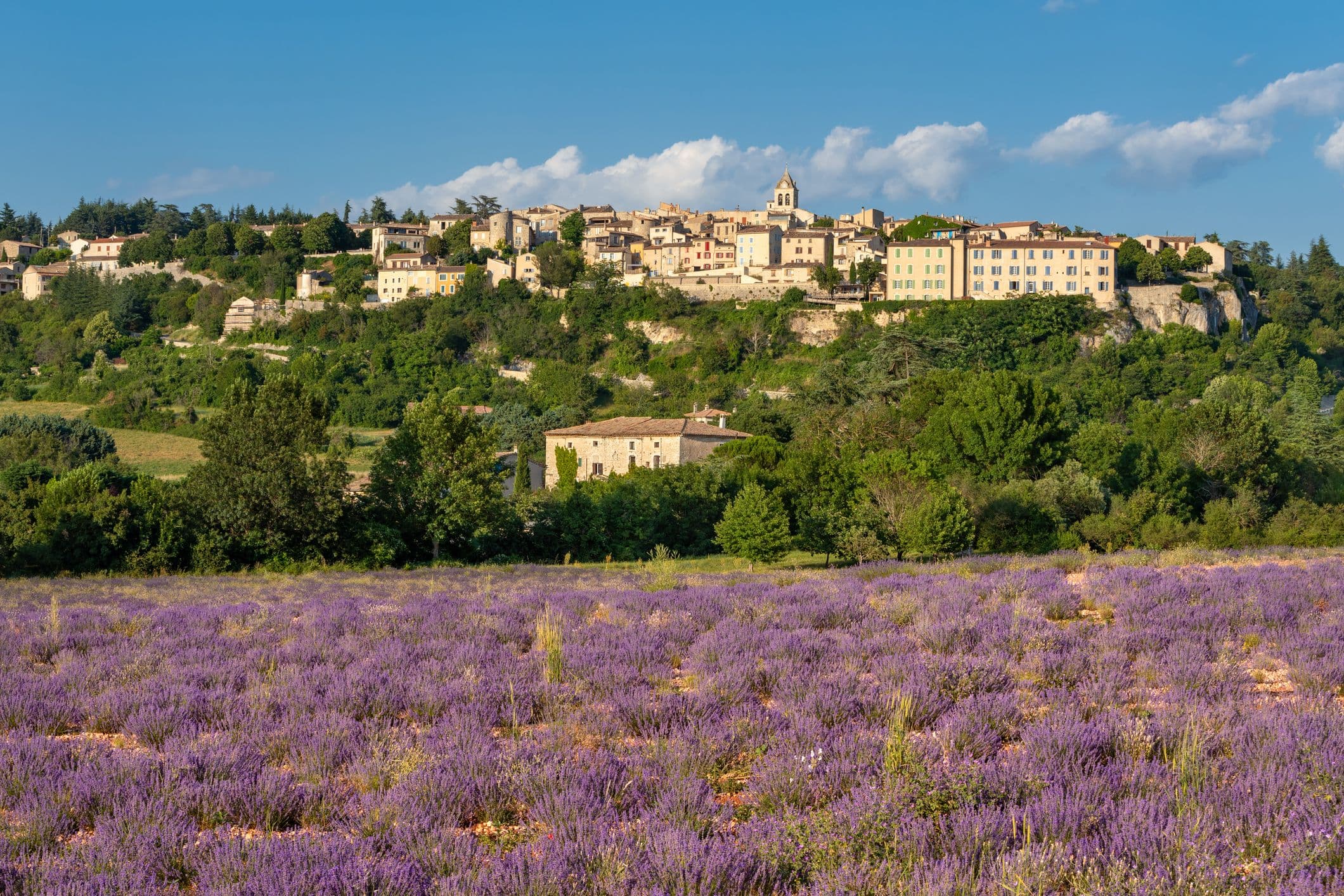 voyage france provence lavande destination vacances été juillet fleurs parfums sault ventoux 