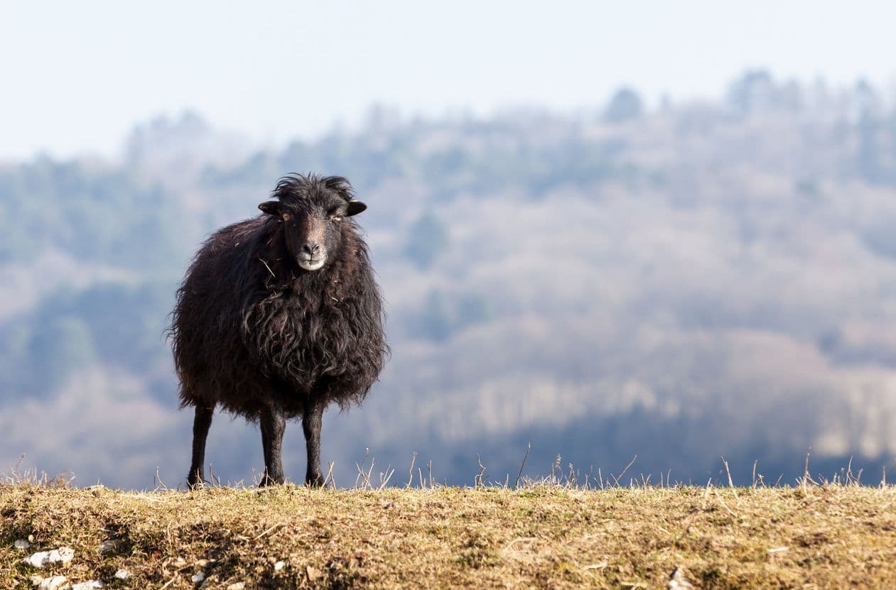 Sur la route, on croise les moutons ouessantins @Razvan - IStock