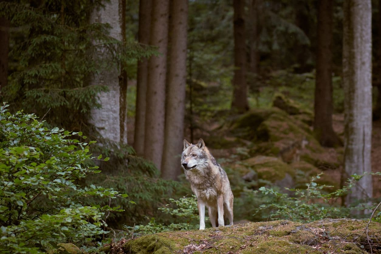 Observez le loup dans son état naturel au Parc Alpha, au coeur du Parc du Mercantour. ©betyarlaca