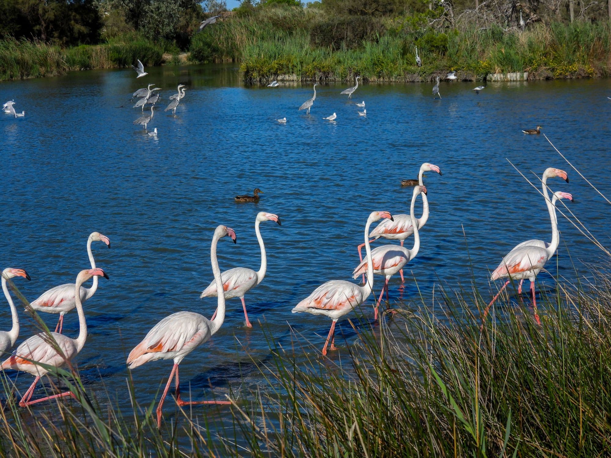 Des centaines d'espèces d'oiseaux différentes sont à observer au Parc ornithologique. ©Florence Magnan 