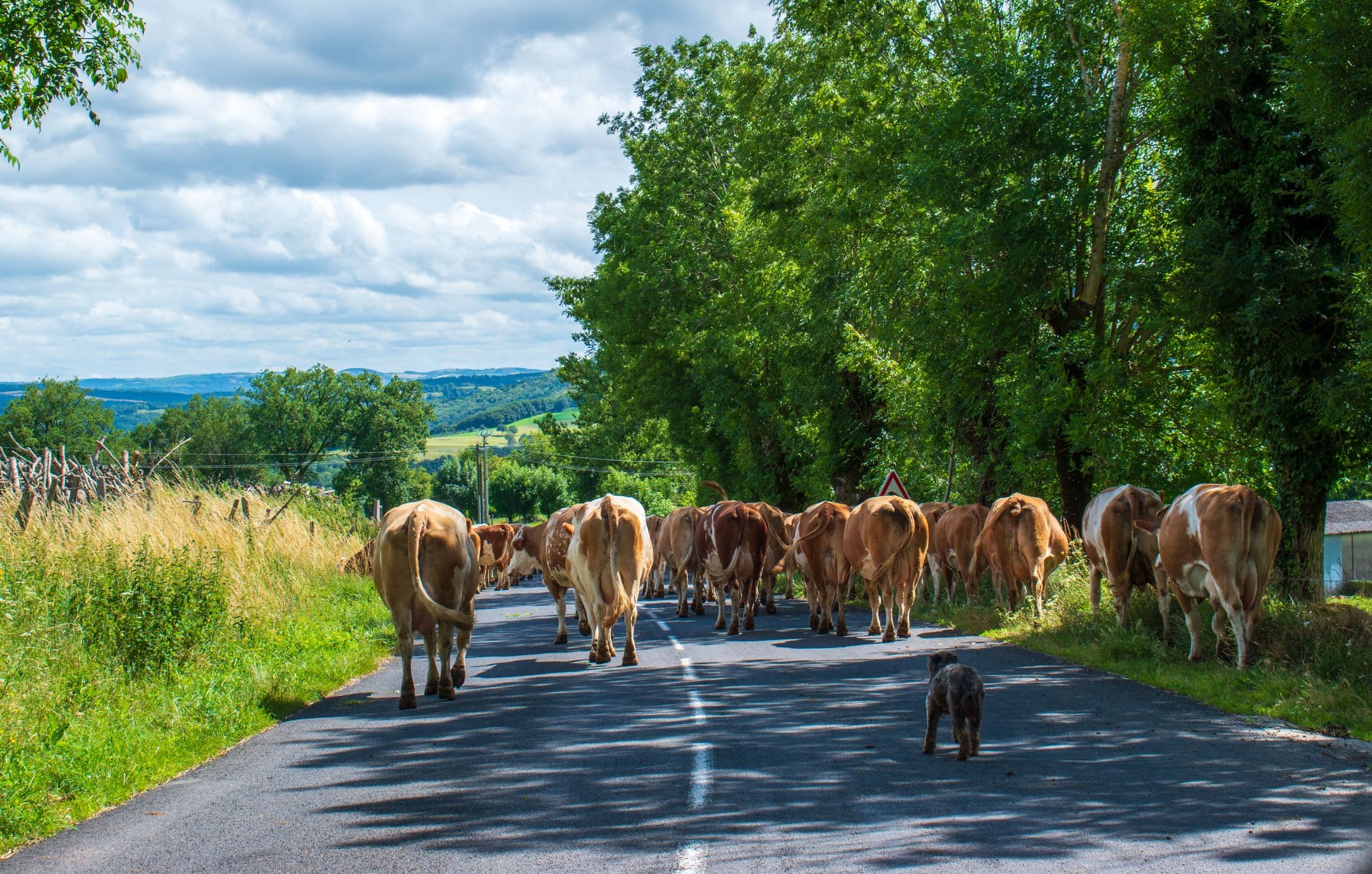 Attendez-vous à croiser quelques vaches Aubrac sur la route ! ©DaylightLoren