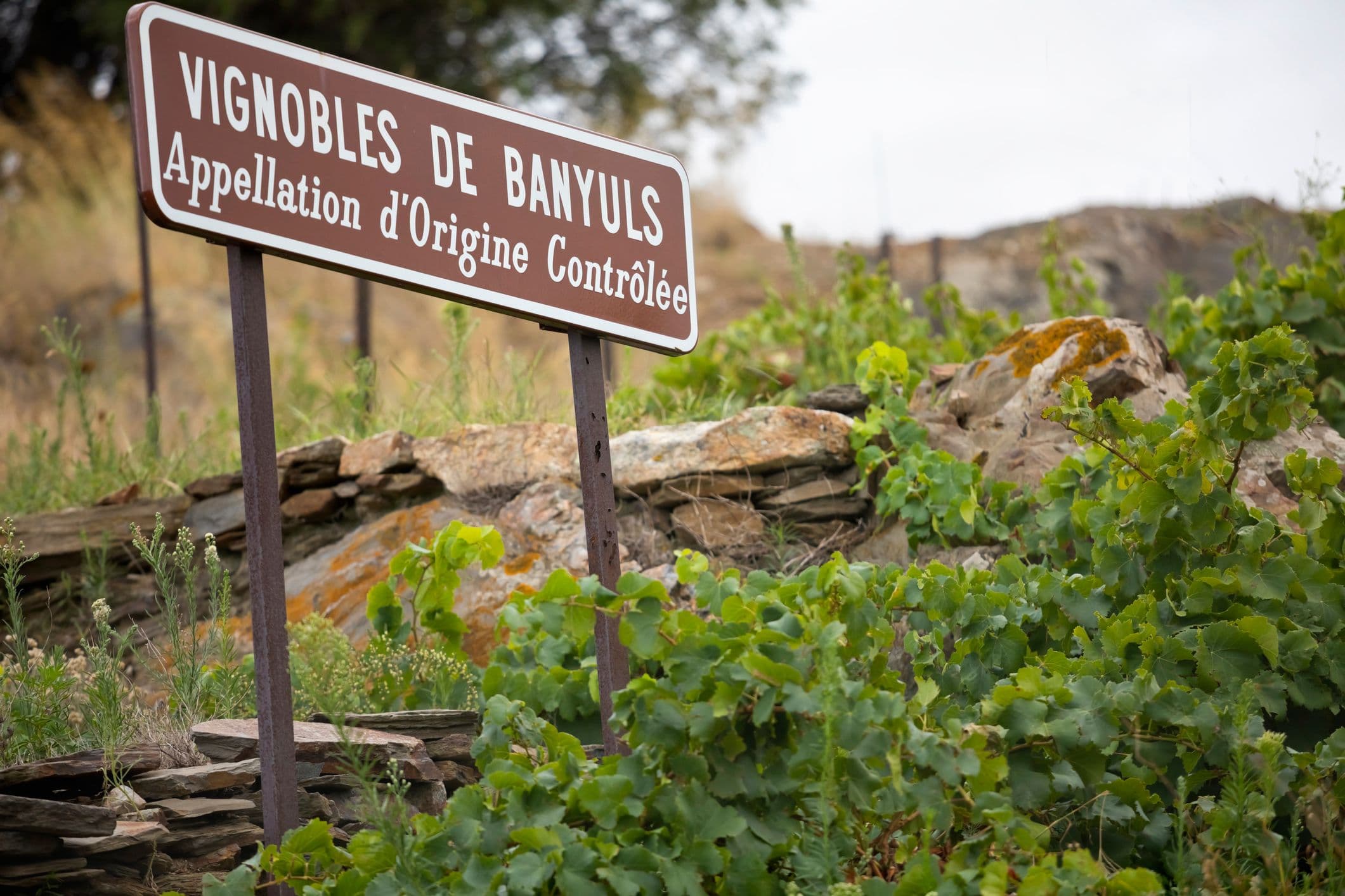 Découvrez les vins de Banyuls au Domaine les Templiers. ©stocknshares