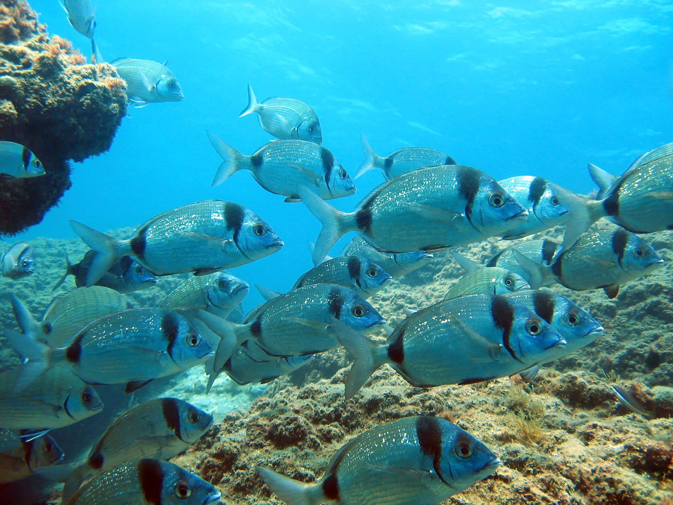 Découvrez la faune aquatique unique de Port Cros, le temps d'une plongée. ©Damocean