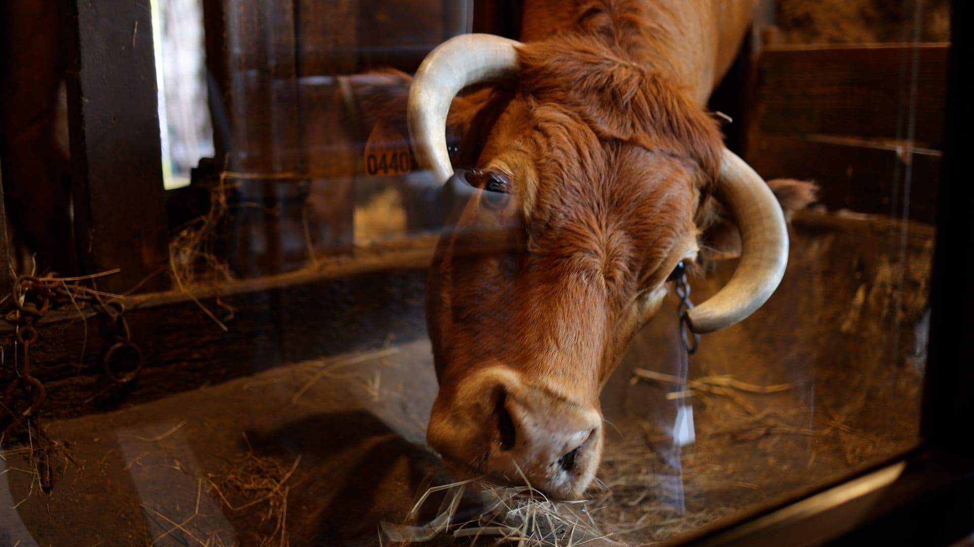 Une vache dans le restaurant Les Tables du Bistrot