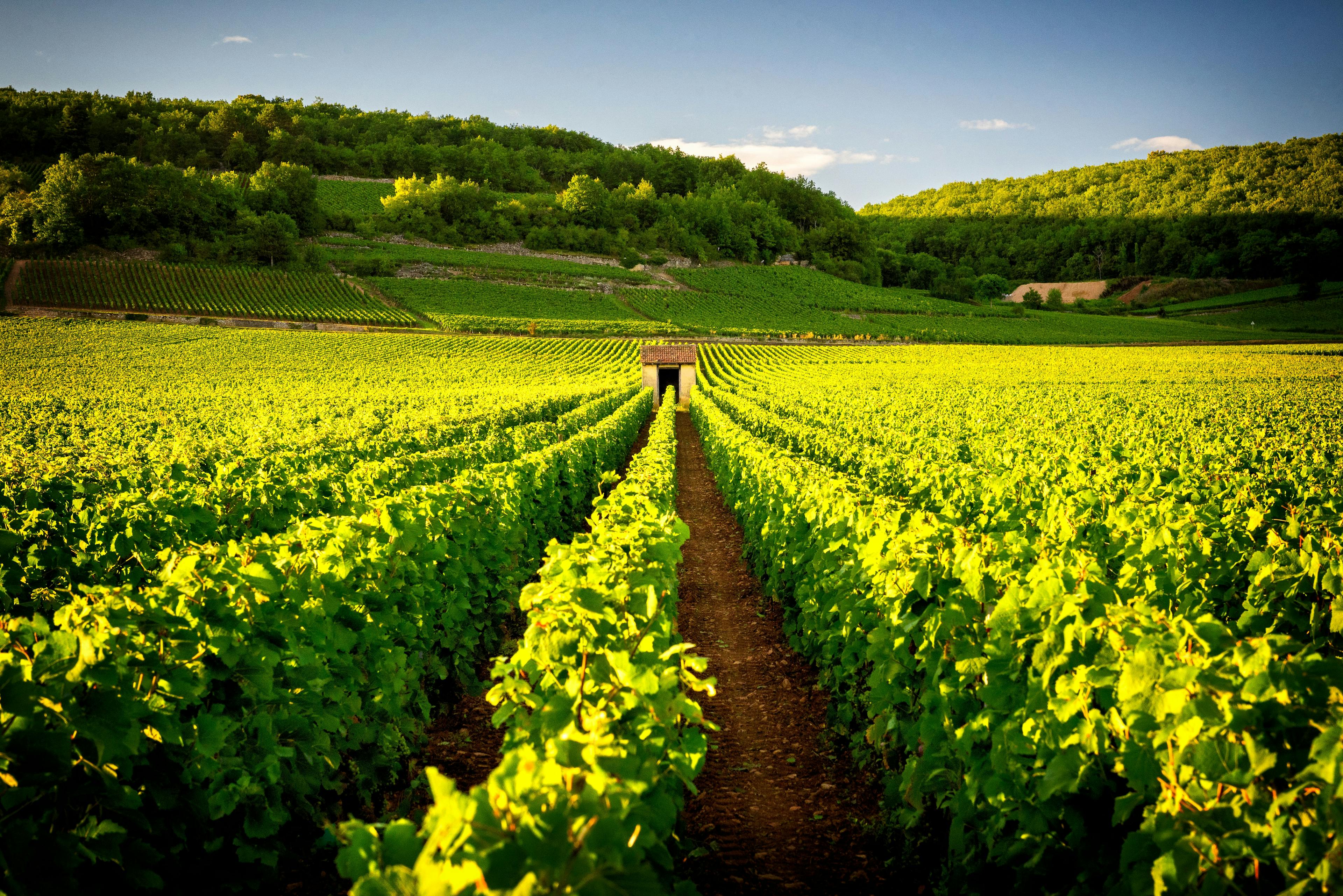 Vignes de Montagny © Massimo Santi