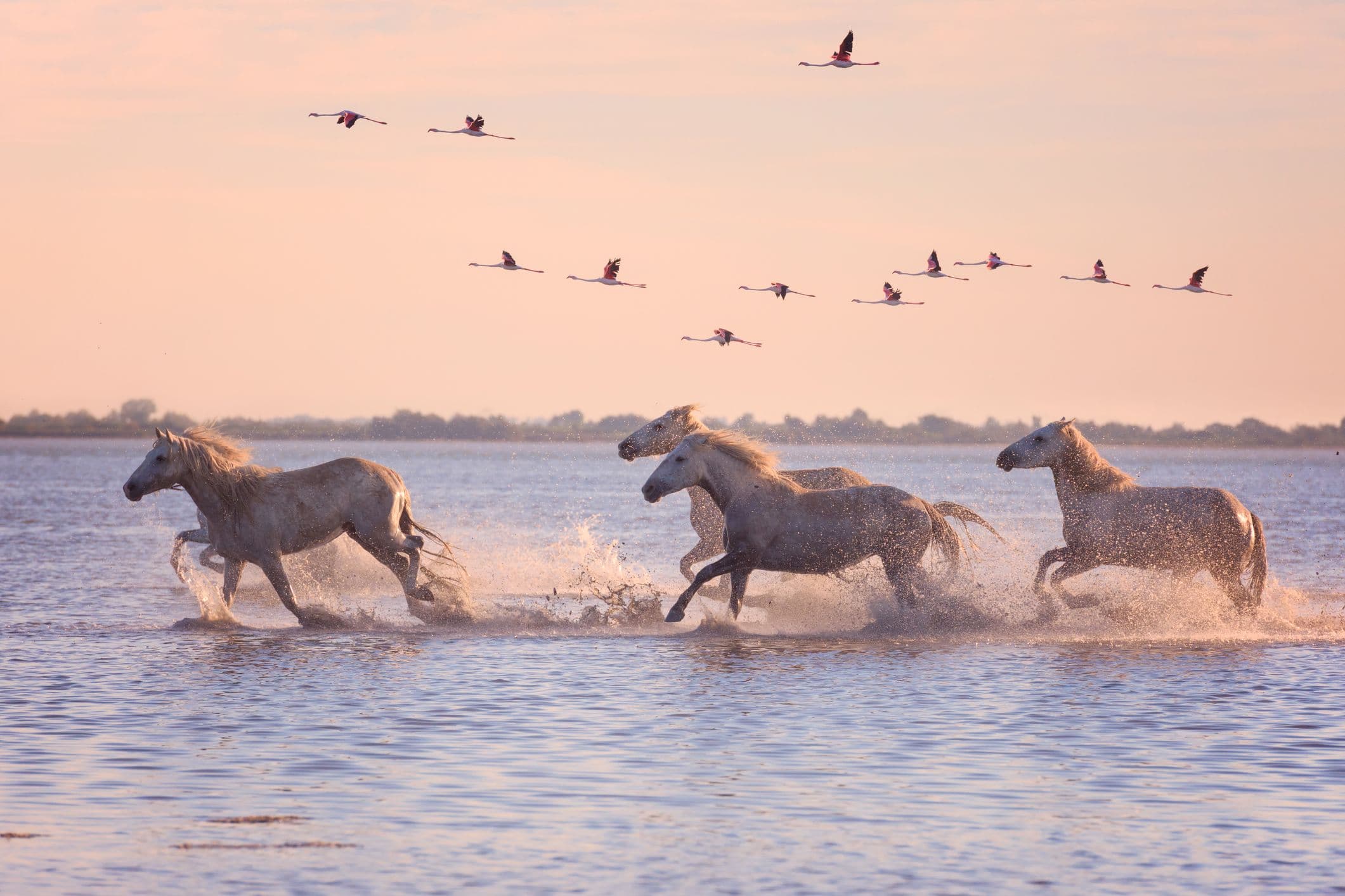 Des chevaux camarguais dans leur environnement naturel. ©Lara Uhryn