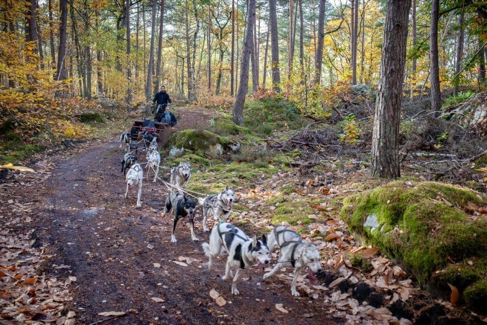 Un attelage de chiens de traineau dans la forêt de Fontainebleau