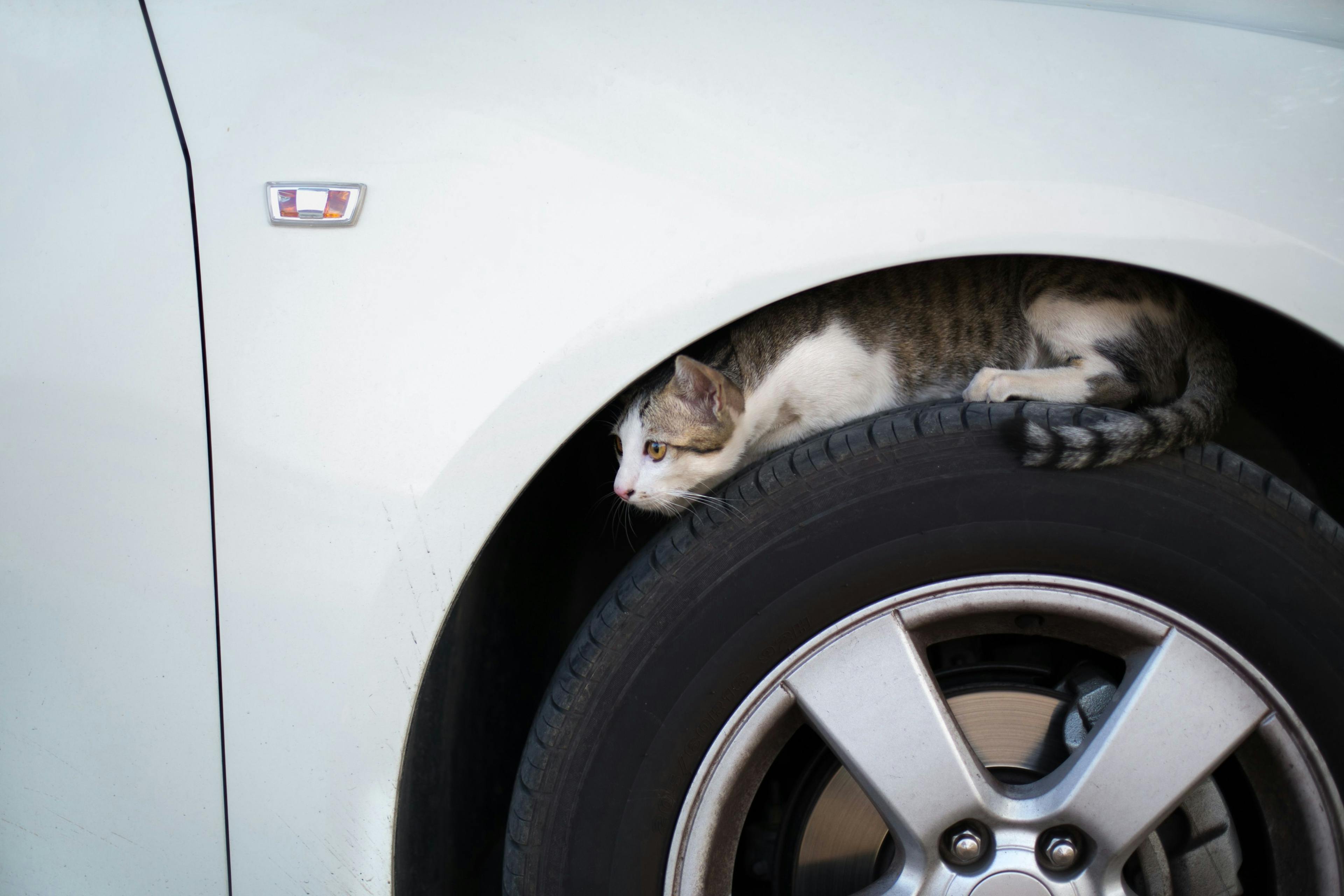 Un chat se cache sous le passage de roue d'une voiture