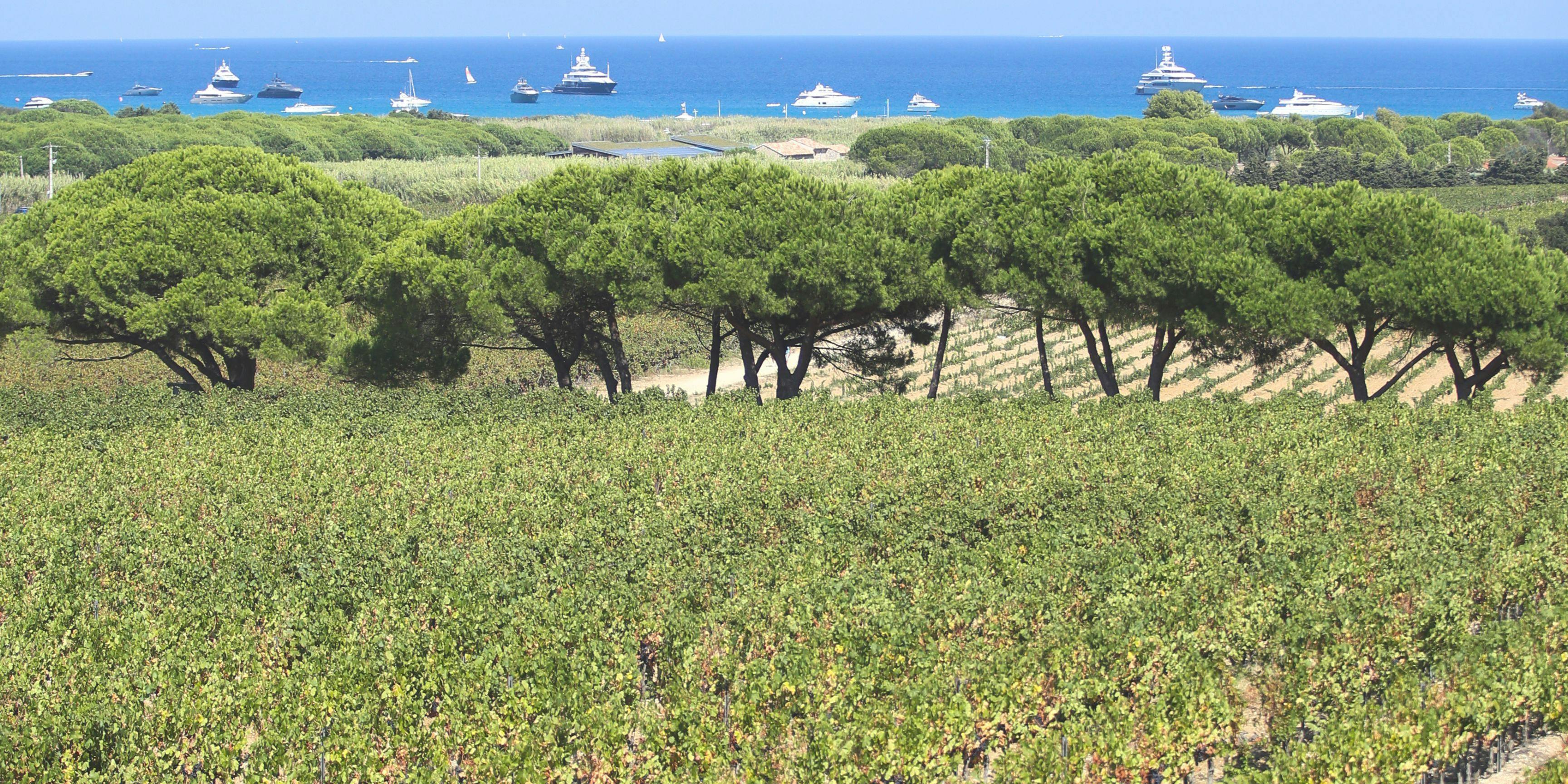 Les vignes du golfe de Saint-Tropez bénéficient d'une très belle vue.