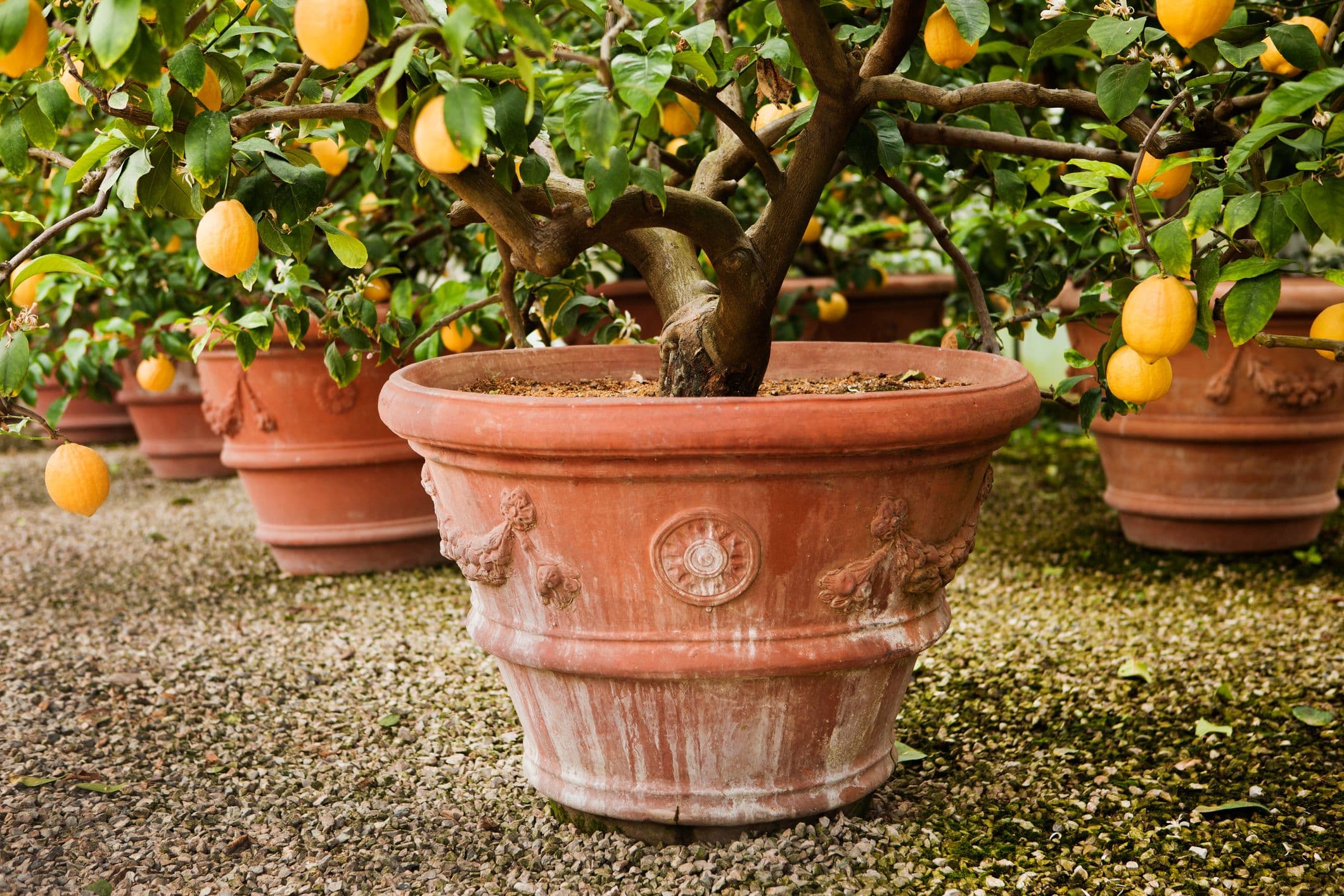 Agrumeraie © Jardin du Val Rahmeh