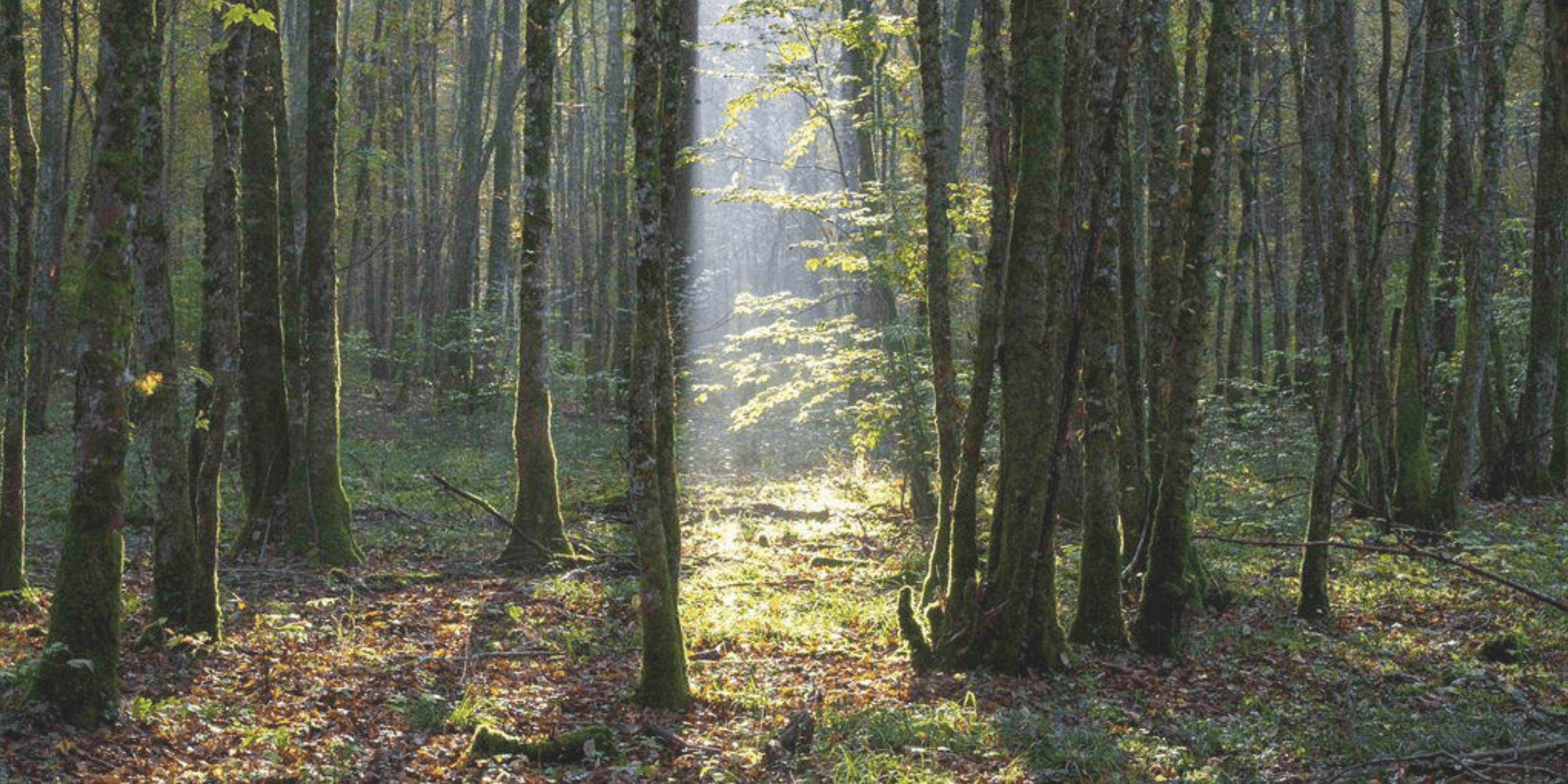 Forêt Arc-Châteauvillain. ©Eric Girardot