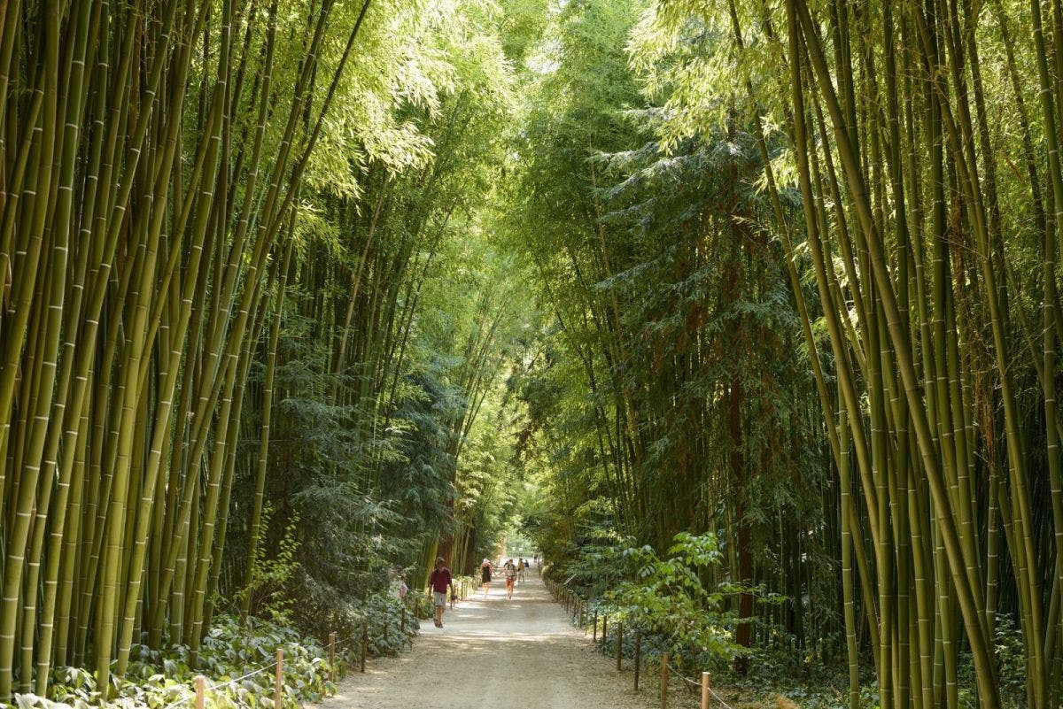 Bambous centenaires © La Bambouseraie d'Anduze
